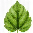 Leaf icon symbolizing natural ingredients